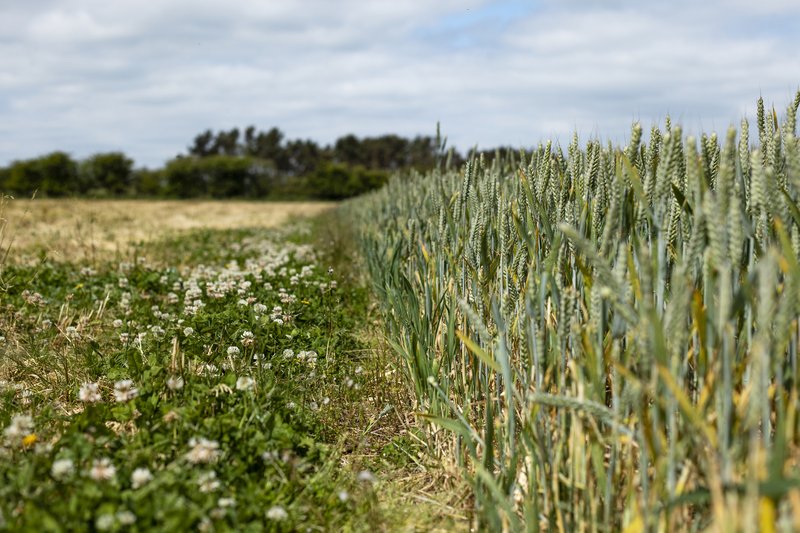 A flower-rich grass margin alongside crop field to promote biodiversity