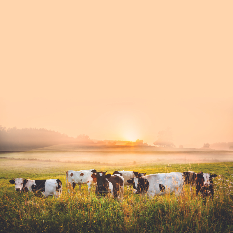 Herd of cows in the field at sunset